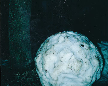  1983 © Manfred Willmann