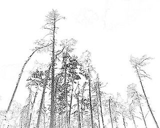  © Frauke Stärk