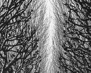 © Nicole Compère  