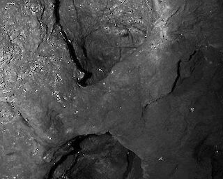  Crinoiden - 26 Min © Linda Nasdalack