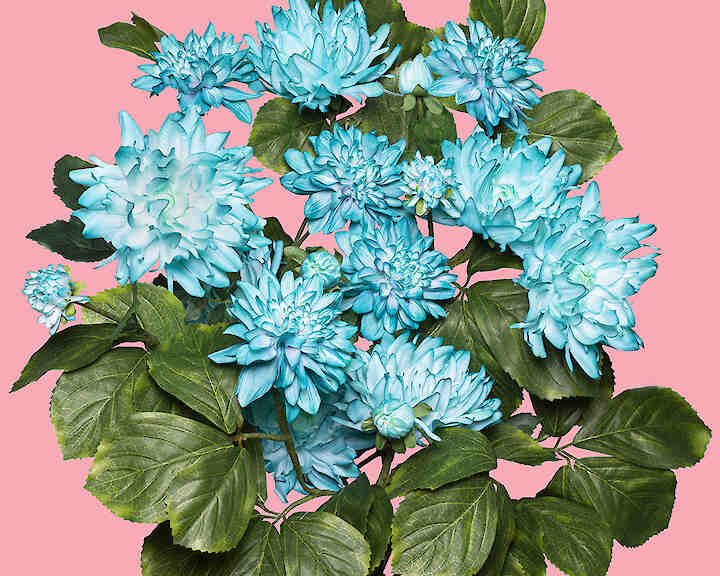 2025, Antonia Gruber SHE BLOOMS MONSTROUS