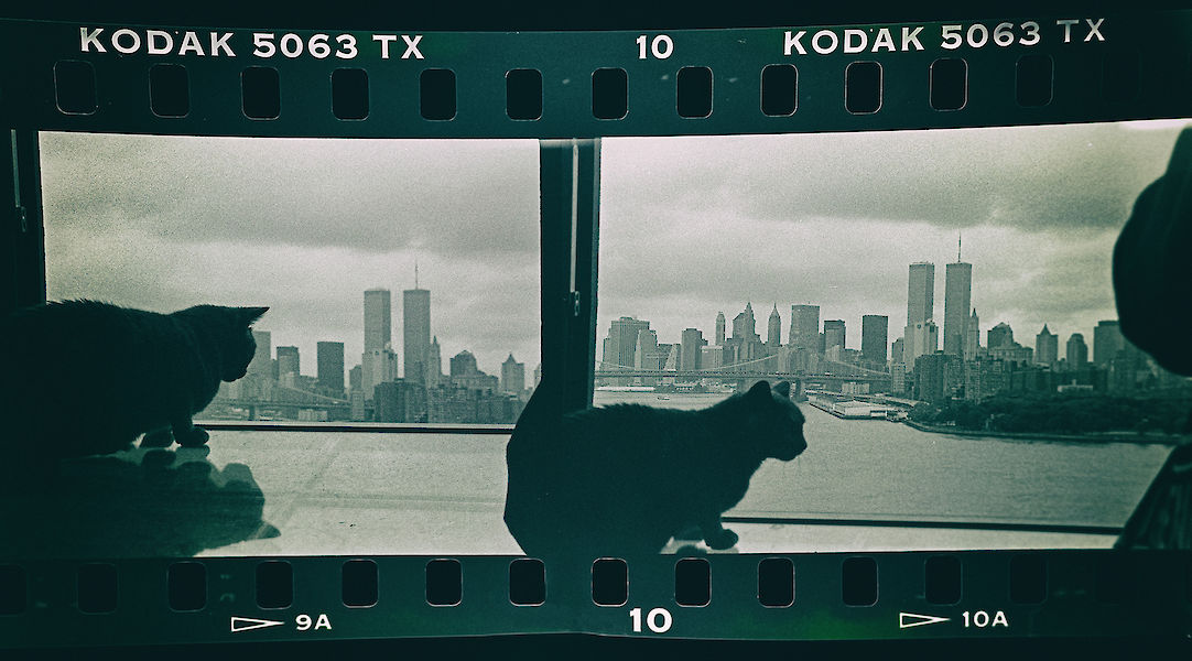 Cat in NYC 98/23 - © Michael Wagener - 
