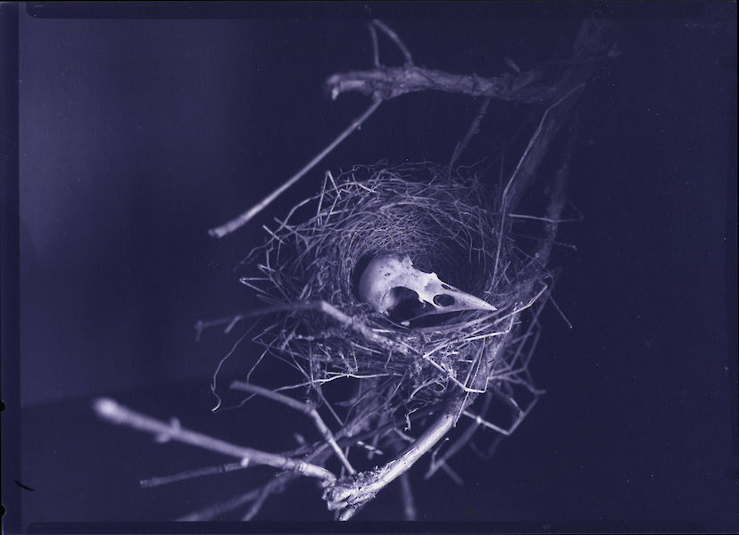 Nest mit Vogelschädel, Fotogramm auf Guilleminot-SW-Papier/Scan, C-Print, 2022 - © Jürgen Königs - 