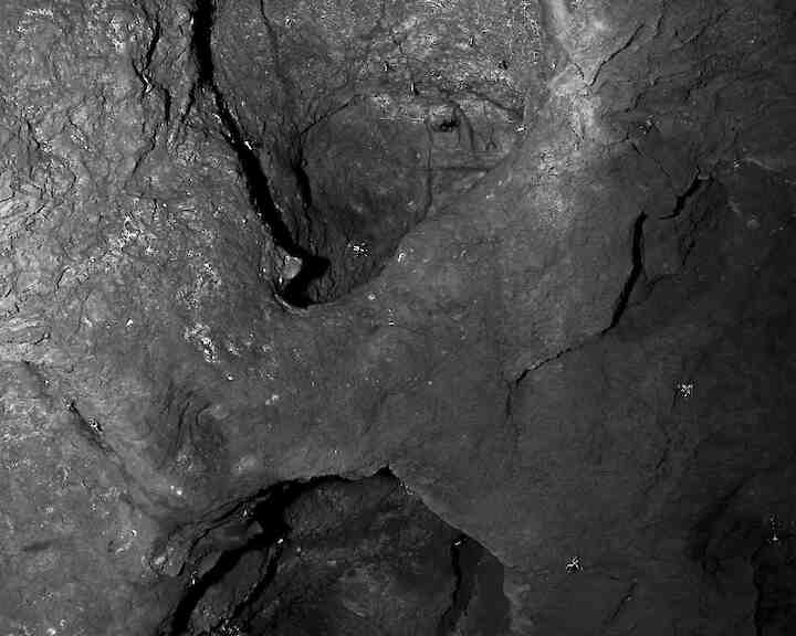 "Crinoiden - 26 Min" © Linda Nasdalack