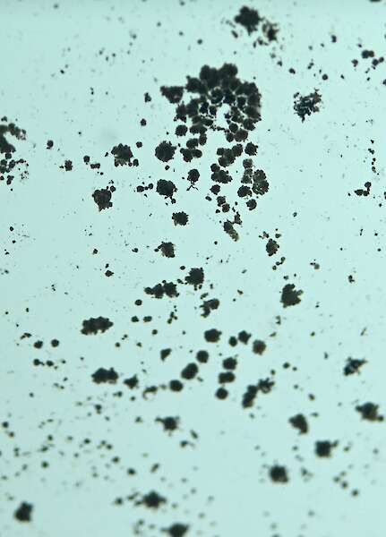 Close-up of a kind of mold spreading on paper.