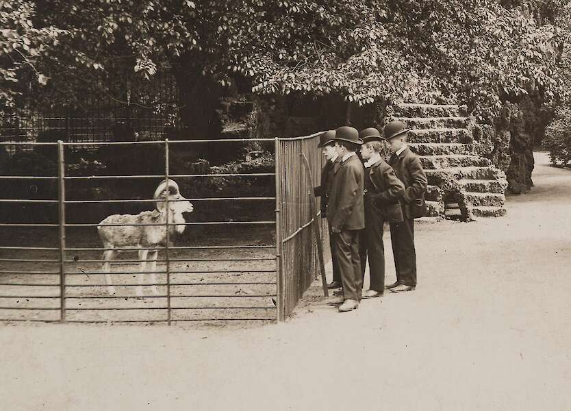 Black and white photo of a group of men with bowler hats on their heads looking at a goat in a zoo.